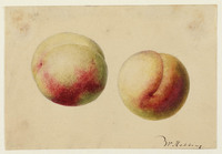 AA 085b
<br/>
Twee perziken
<br/>
<em>Hekking, Willem (1796-1862)</em>